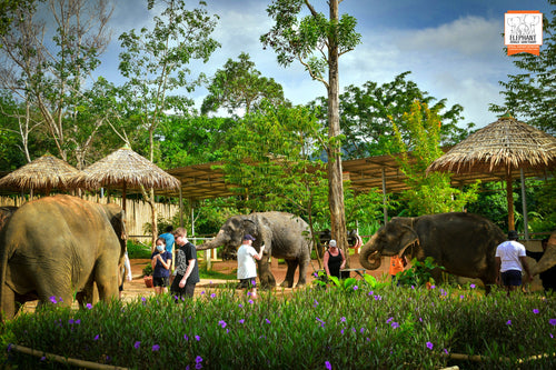 Feed Me Program at Elephant Jungle Sanctuary - Ticket Only, No Transfer (EJS)