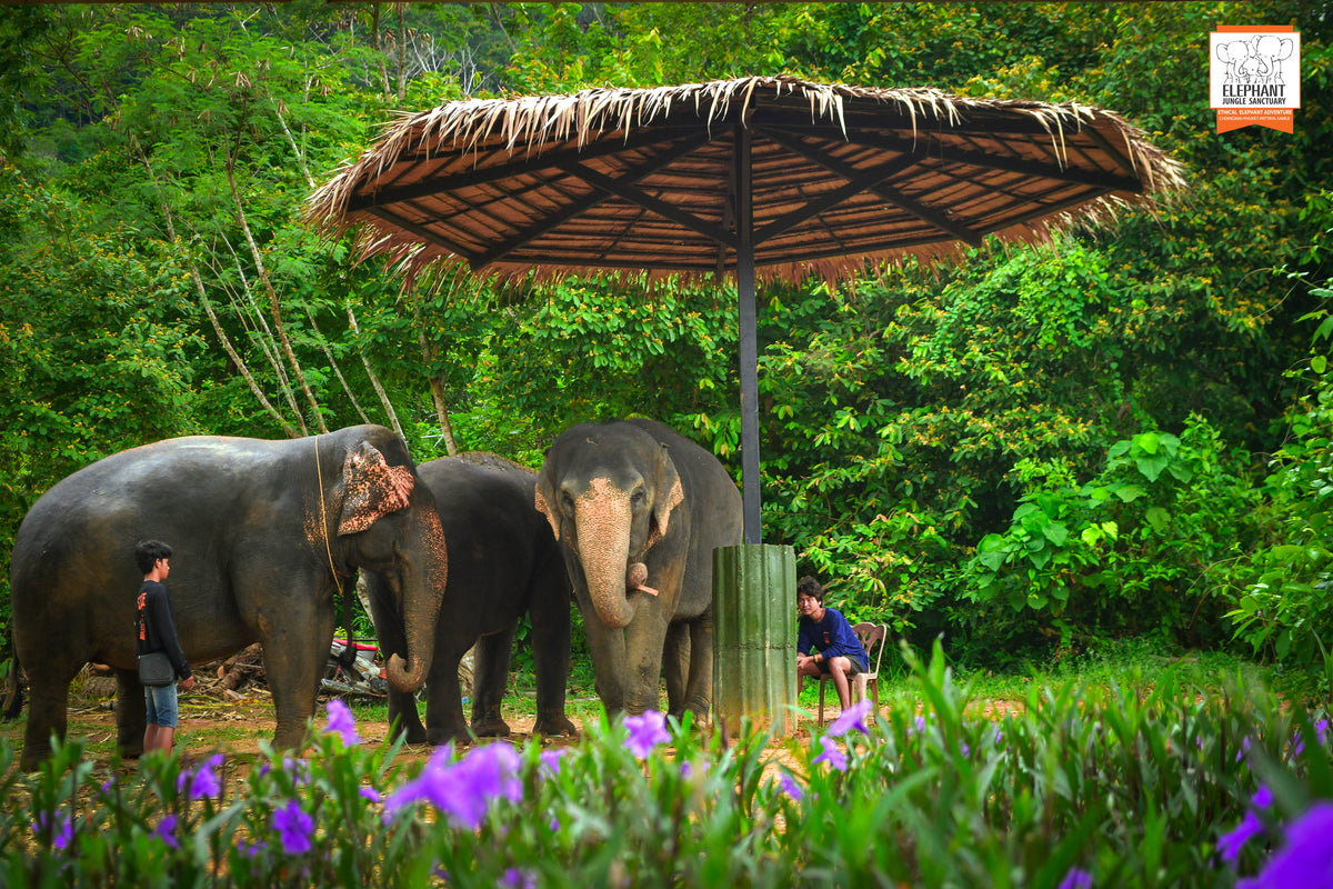 Halbtägig: „Watch Me“ im Elephant Jungle Sanctuary ab Phuket (EJS)
