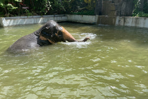 Full Day Elephant Sanctuary from Khao Lak (EKL)