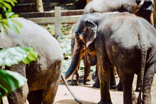 Full Day Elephant Sanctuary from Khao Lak (EKL)