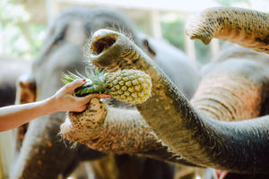 Full Day Elephant Sanctuary from Khao Lak (EKL)