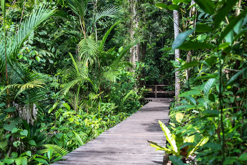 Full Day Jungle Tour with Tiger Temple from Koh Lanta (LTC)