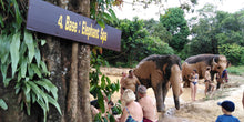 Full Day Khao Sok with Elephant Bathing from Khao Lak (KLD)