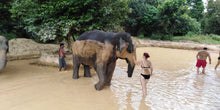 Full Day Khaosok with Elephant Bathing from Khao Lak (KLD)