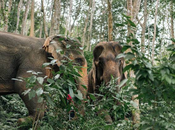 Half Day Unseen The Gentle Giant Encounter Feed & Observation (2 Hrs.) From Phuket (PEC)