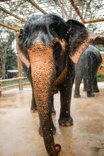 Half Day Elephant Encounter From Phuket (PEC)