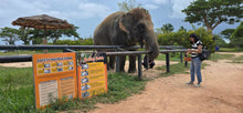 Pattaya Elefriend Program from Bangkok