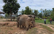 Full day Pattaya Elefriend Program from Bangkok