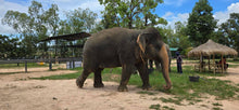 Pattaya Elefriend Program from Bangkok