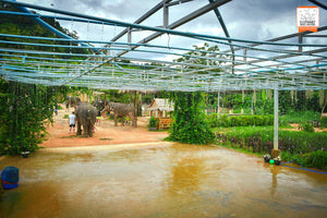 Feed & Shower at Elephant Jungle Sactuary (EJS)