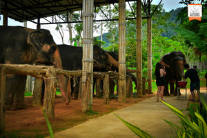 Half Day at Elephant Jungle Sanctuary (EJS)