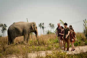 Full Day Pattaya Elephant Jungle Sanctuary From Bangkok