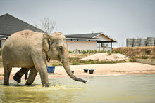 Half Day Pattaya Elephant Jungle Sanctuary