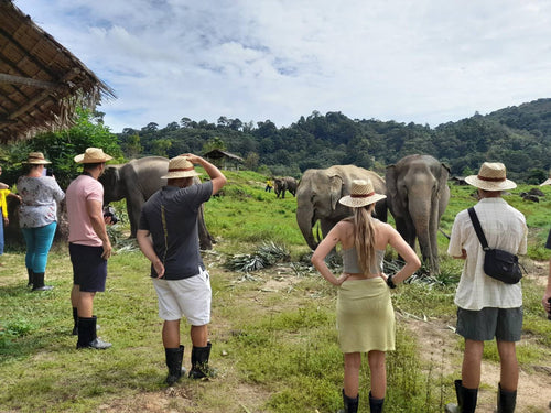 Half Day Elephant Nature From Phuket (BEP)