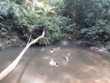 Full Day Phuket Jungle Trekking From Phuket (FPB)
