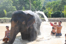 Half Day Elephant Experience From Phuket (GES)