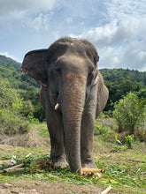 Half Day Elephant Nature From Phuket (BEP)