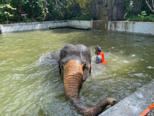 Half Day Elephant Sanctuary from Khao Lak (EKL)