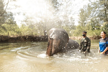 Half Day Elephant Bathing at Welfare Center - No Meal From Khao Lak (KLD)