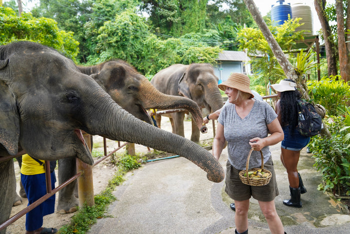 ทริปครึ่งวัน Mini Elephant Nature จากภูเก็ต (BEP)