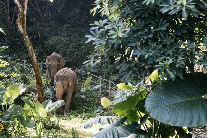 Half Day Elephant Sanctuary from Khao Lak (EKL)
