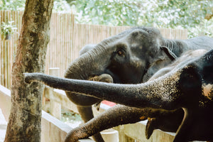 Half Day Elephant Sanctuary from Khao Lak (EKL)