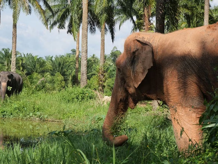 Full day Krabi with Elephant Sanctuary from Lanta (DSTH)