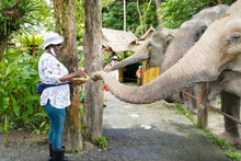 Half Day Elephant Walk And Feed from Phuket BEP