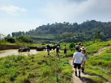 Half Day Elephant Walk And Feed from Phuket BEP