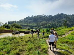 Half Day Elephant Walk And Feed from Phuket BEP