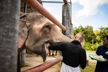 Half Day Elephant Walk And Feed from Phuket BEP