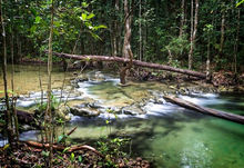 Half Day Jungle Expedition From Krabi (DSTH)