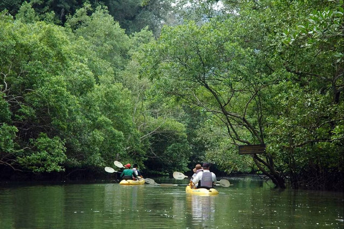 Full Day Mangrove and Caves Kayaking at Baan Bor Thor From Krabi (CSY)