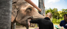 Half Day Elephant Walk And Feed from Phuket (BEP)