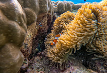 Full Day Surin by Speed Catamaran from Phuket (SWN)