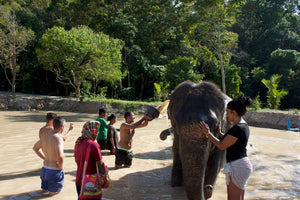 Half Day Elephant Experience From Phuket (GEP)