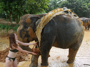Full Day Unseen Khao Sok Elephant Care and Nature Treat from Khao Lak (USK)